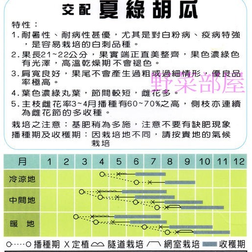【萌田種子~】K61 夏綠小黃瓜種子5粒 , 抗白粉病 , 耐熱性強~-細節圖2