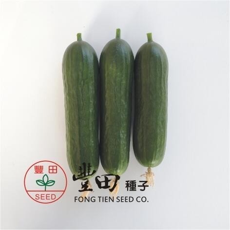 【萌田種子~】K76 綠精靈水果小黃瓜種子4粒 , 高雌型 , 產量高 , 風味佳~-細節圖2