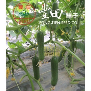 【萌田種子~】K78 涼夏水果小黃瓜種子4粒 , 早熟品種 , 耐熱~-細節圖2