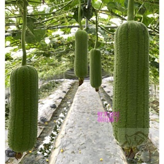 【萌田種子~】K89 永發絲瓜種子2粒 ,菜瓜種子 ,永發42絲瓜 ,產量高且穩定~-細節圖2