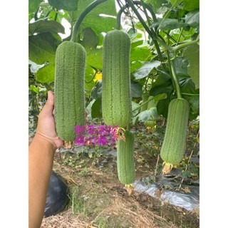 【萌田種子~】K89 永發絲瓜種子2粒 ,菜瓜種子 ,永發42絲瓜 ,產量高且穩定~-細節圖3