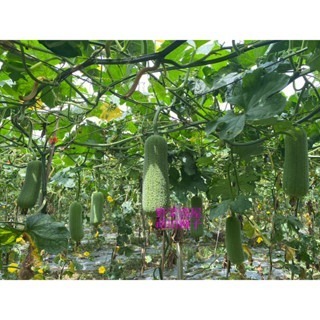 【萌田種子~】K89 永發絲瓜種子2粒 ,菜瓜種子 ,永發42絲瓜 ,產量高且穩定~-細節圖4