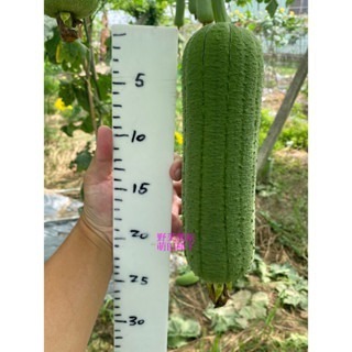 【萌田種子~】K89 永發絲瓜種子2粒 ,菜瓜種子 ,永發42絲瓜 ,產量高且穩定~-細節圖5