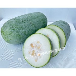 【萌田種子~】K90 珍福冬瓜種子2粒 ,中早生 ,產量豐 ,小冬瓜 ,成熟時果表略帶臘粉~-細節圖2