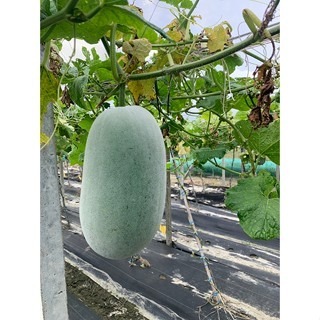 【萌田種子~】K90 珍福冬瓜種子2粒 ,中早生 ,產量豐 ,小冬瓜 ,成熟時果表略帶臘粉~-細節圖3