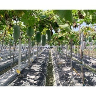 【萌田種子~】K90 珍福冬瓜種子2粒 ,中早生 ,產量豐 ,小冬瓜 ,成熟時果表略帶臘粉~-細節圖4