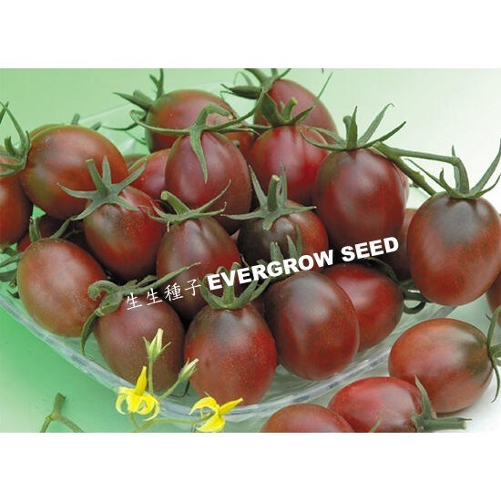 【萌田種子~】L07 紫晶靈2號蕃茄種子1顆 , 富含花青素~-細節圖2