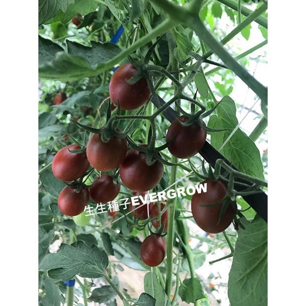 【萌田種子~】L07 紫晶靈2號蕃茄種子1顆 , 富含花青素~-細節圖3