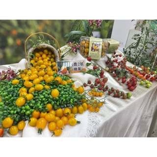 【萌田種子~】L08 糖馨黃色小蕃茄種子2粒 ,糖馨番茄 ,不停心品種 ,耐高溫 ,番茄種子 ,台農二號~-細節圖2