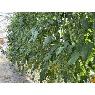 【萌田種子~】L08 糖馨黃色小蕃茄種子2粒 ,糖馨番茄 ,不停心品種 ,耐高溫 ,番茄種子 ,台農二號~-細節圖4