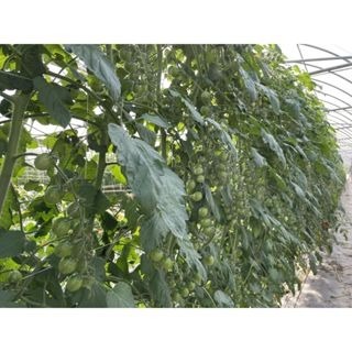 【萌田種子~】L08 糖馨黃色小蕃茄種子2粒 ,糖馨番茄 ,不停心品種 ,耐高溫 ,番茄種子 ,台農二號~-細節圖5