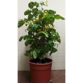 【萌田種子~】L09 矮性黃色小蕃茄種子5粒 , 矮性品種~-細節圖2