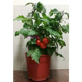 【萌田種子~】L10 矮性紅色小蕃茄種子5粒 , 矮性品種 ~-細節圖2