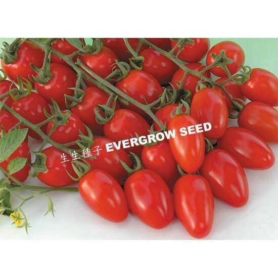 【萌田種子~】L11 夏越三號蕃茄種子1顆, 耐熱性佳 , 適合全年栽培~-細節圖3