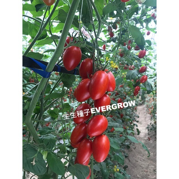 【萌田種子~】L11 夏越三號蕃茄種子1顆, 耐熱性佳 , 適合全年栽培~-細節圖4