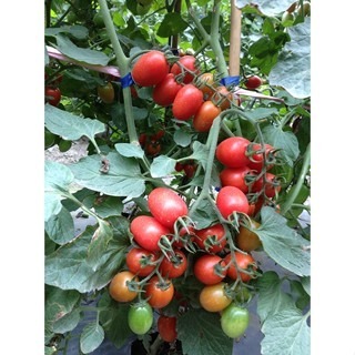 【萌田種子~】L12 夏越二號蕃茄種子3粒 , 抗病品種 , 耐熱性佳 ~-細節圖2