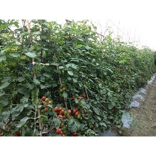 【萌田種子~】L12 夏越二號蕃茄種子3粒 , 抗病品種 , 耐熱性佳 ~-細節圖3