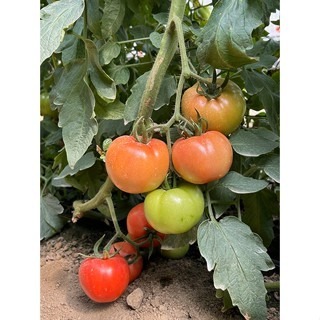 【萌田種子~】L14 麗惠紅蕃茄種子2粒 , 大果品種 , 豐產早熟 ~-細節圖3