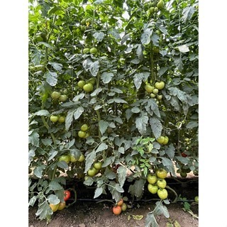 【萌田種子~】L14 麗惠紅蕃茄種子2粒 , 大果品種 , 豐產早熟 ~-細節圖4