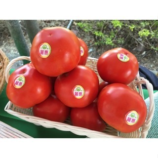 【萌田種子~】L14 麗惠紅蕃茄種子2粒 , 大果品種 , 豐產早熟 ~-細節圖5