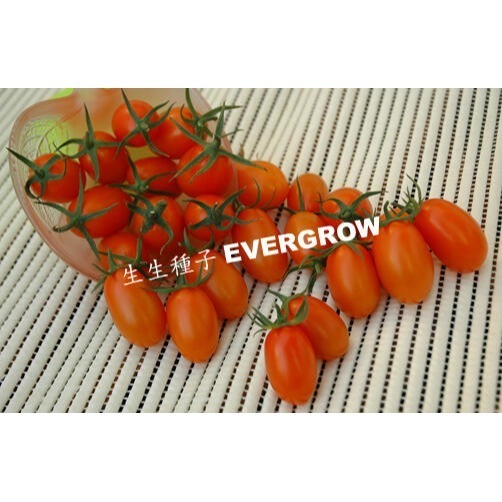 【萌田種子~】L15 橙蜜香2號蕃茄種子1顆 , 耐熱 , 果肉厚 , 耐裂果性強 ~-細節圖2