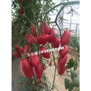 【萌田種子~】L16 櫻蜜小蕃茄種子2粒 , 不停心品種 , 長勢強 , 果皮薄 , 甜度佳~-細節圖2