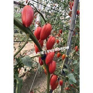 【萌田種子~】L16 櫻蜜小蕃茄種子2粒 , 不停心品種 , 長勢強 , 果皮薄 , 甜度佳~-細節圖3