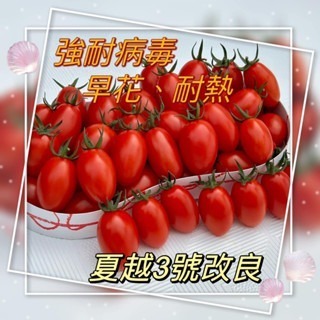 【萌田種子~】L17 改良夏越三號蕃茄種子1顆, 具熱性佳 , 生育旺盛易種植~-細節圖2