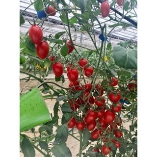 【萌田種子~】L17 改良夏越三號蕃茄種子1顆, 具熱性佳 , 生育旺盛易種植~-細節圖3