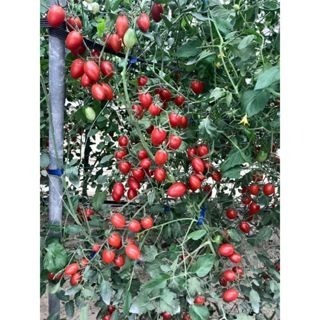 【萌田種子~】L17 改良夏越三號蕃茄種子1顆, 具熱性佳 , 生育旺盛易種植~-細節圖4