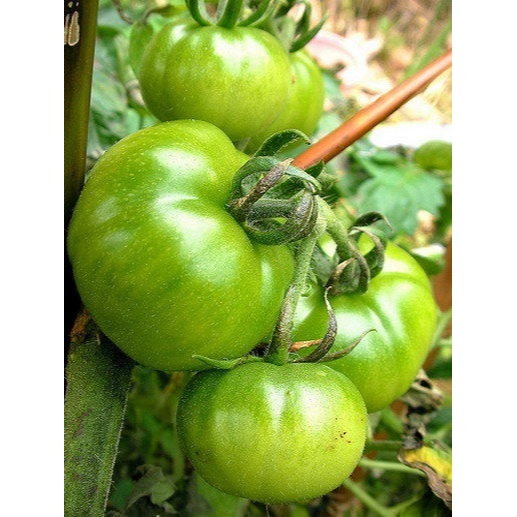 【萌田種子~】L18 條紋先生蕃茄種子15粒 , 植株生長強勢 , 盆植也相當適合~-細節圖2