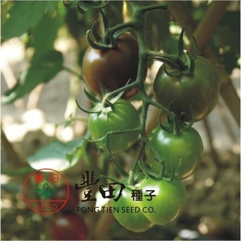 【萌田種子~】L19 黑帥紫黑蕃茄種子10粒 , 抗病性強 , 短楕圓果 , 果色紫黑色 ~-細節圖2