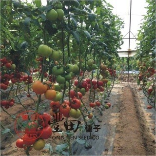 【萌田種子~】L20 紅寶石牛蕃茄種子2顆 , 硬度好 , 產量高~-細節圖2