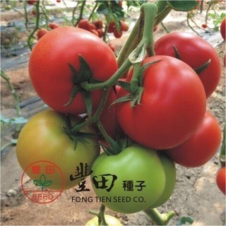 【萌田種子~】L20 紅寶石牛蕃茄種子2顆 , 硬度好 , 產量高~-細節圖3