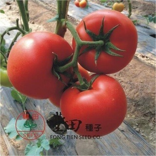 【萌田種子~】L20 紅寶石牛蕃茄種子2顆 , 硬度好 , 產量高~-細節圖4