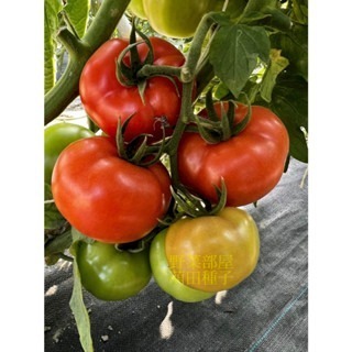 【萌田種子~】L25 新紅慧768牛蕃茄種子2粒 , 耐熱 , 著果率佳~-細節圖2