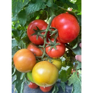 【萌田種子~】L25 新紅慧768牛蕃茄種子2粒 , 耐熱 , 著果率佳~-細節圖3