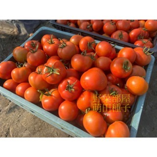 【萌田種子~】L25 新紅慧768牛蕃茄種子2粒 , 耐熱 , 著果率佳~-細節圖4