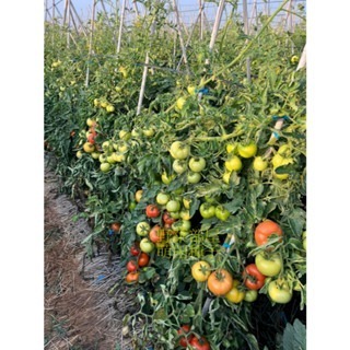 【萌田種子~】L25 新紅慧768牛蕃茄種子2粒 , 耐熱 , 著果率佳~-細節圖5