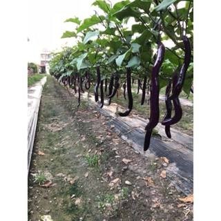 【萌田種子~】L31 阿長麻糬長茄種子0.12公克(約30粒) ,皮薄果肉粉嫩 ,產量穩定~-細節圖2