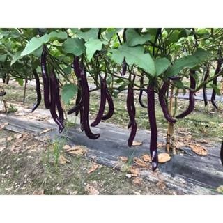 【萌田種子~】L31 阿長麻糬長茄種子0.12公克(約30粒) ,皮薄果肉粉嫩 ,產量穩定~-細節圖3