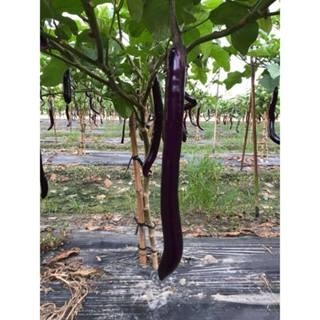 【萌田種子~】L31 阿長麻糬長茄種子0.12公克(約30粒) ,皮薄果肉粉嫩 ,產量穩定~-細節圖4