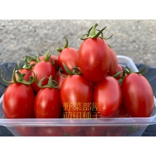 【萌田種子~】L32 愛妃1134小蕃茄種子3粒 , 著果力強，產量高 ~-細節圖2