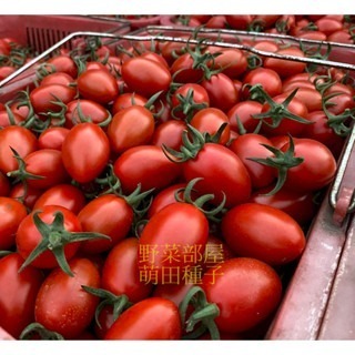 【萌田種子~】L32 愛妃1134小蕃茄種子3粒 , 著果力強，產量高 ~-細節圖4