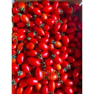 【萌田種子~】L32 愛妃1134小蕃茄種子3粒 , 著果力強，產量高 ~-細節圖5