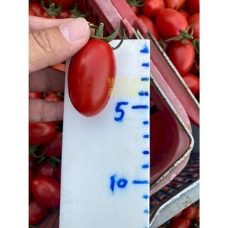 【萌田種子~】L32 愛妃1134小蕃茄種子3粒 , 著果力強，產量高 ~-細節圖6