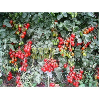 【萌田種子~】L32 愛妃1134小蕃茄種子3粒 , 著果力強，產量高 ~-細節圖7