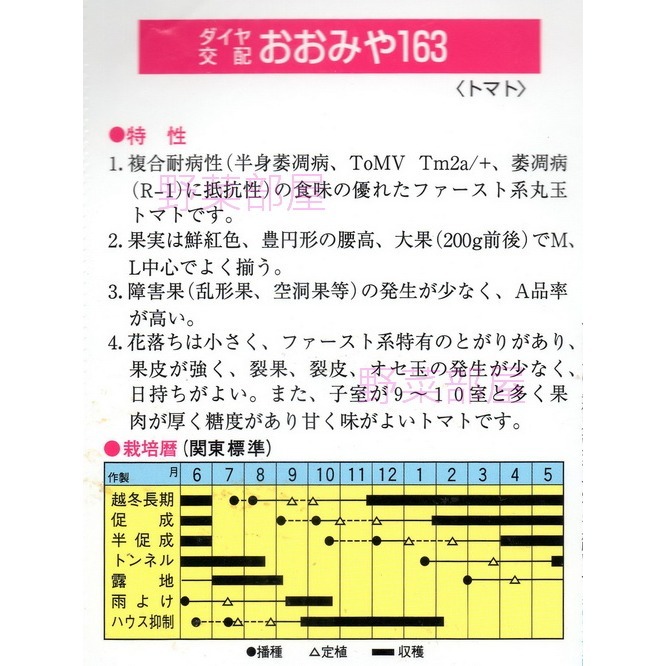 【萌田種子~】L34 日本163蕃茄種子5粒 , 大果 , 甜度高 ~-細節圖2