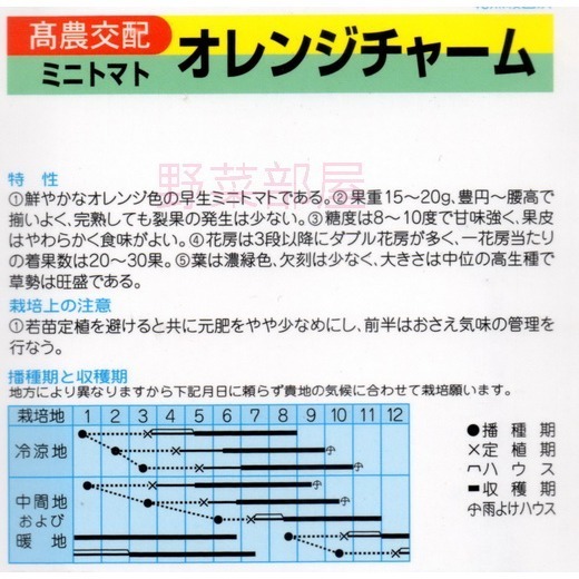 【萌田種子~】L36 金珍珠小蕃茄種子 3 粒 , 早生 , 長勢旺 ,日本進口種子~-細節圖2