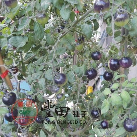 【萌田種子~】L37 黑美人蕃茄種子15粒 , 果實顏色獨特深紫色 ~-細節圖2